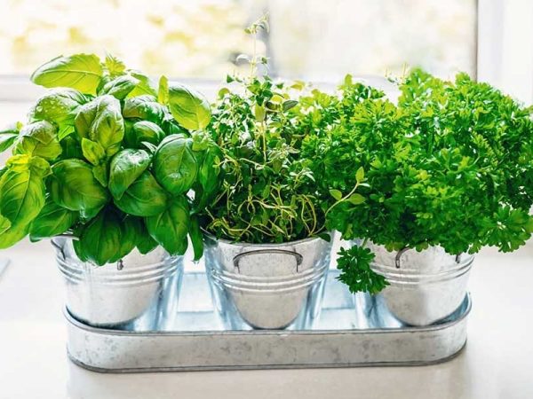 plante aromatice acasa