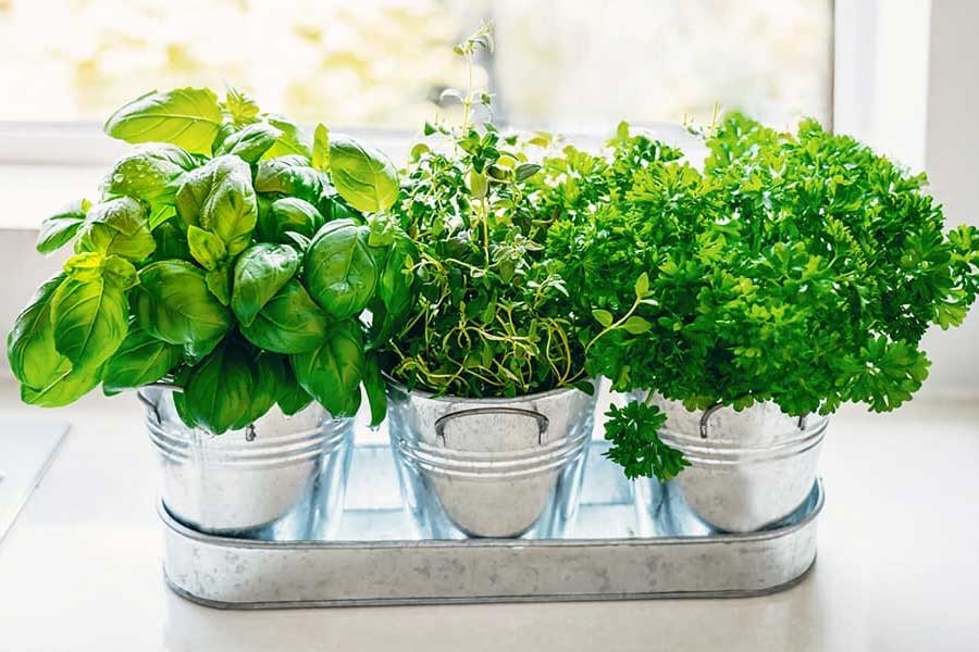 plante aromatice acasa